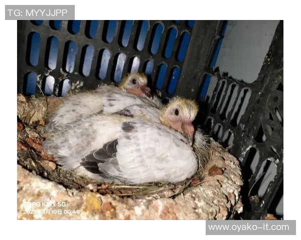 鸽子喷小鸽子可以打比赛-关于鸽子喷小鸽子参加比赛的探讨-鸽子喷小鸽子可以打比赛